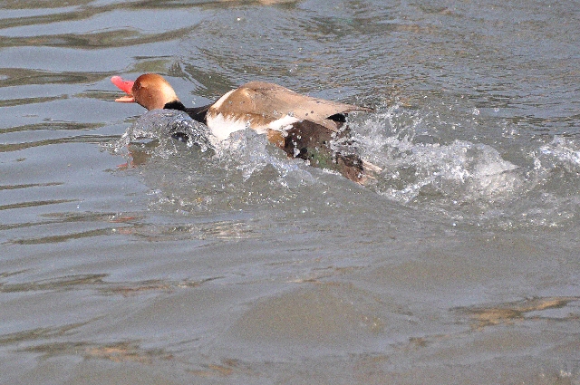 red-crested pochard, pochards-11.jpg - RED-CRESTED POCHARD - ARUNDEL - 20.4.11